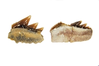 Notorynchus aptiensis